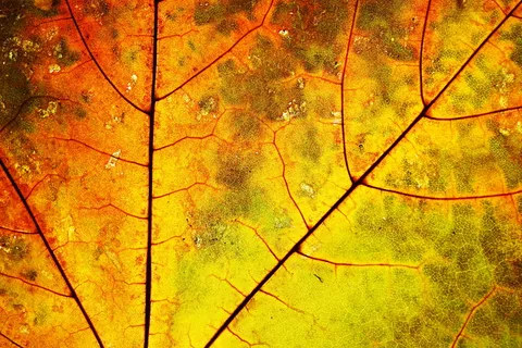 叶, 自然, 质地, 黄色, 橙色, 表面, 静脉, 干