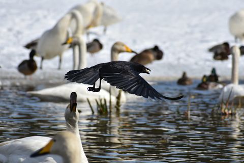 动物，湖泊，水边，鸟，乌鸦，羽毛，翅膀，飞行