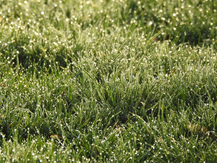 芦苇、摩根托、草、湿的、绿色、露水、自然、花园