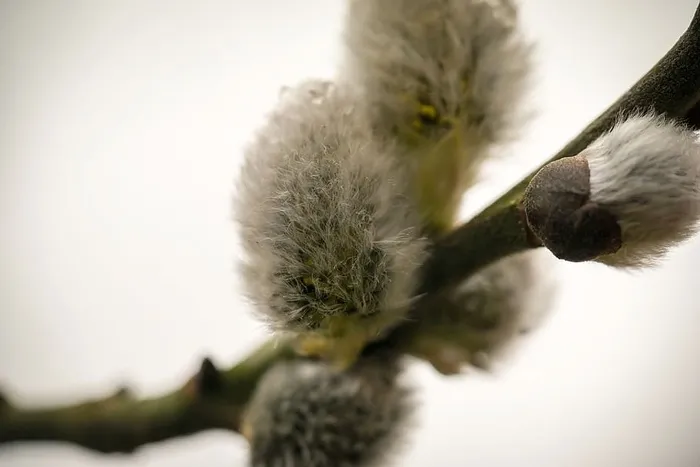 小猫，柳絮，牧场，绒毛，春天，花蕾，绒毛，植物