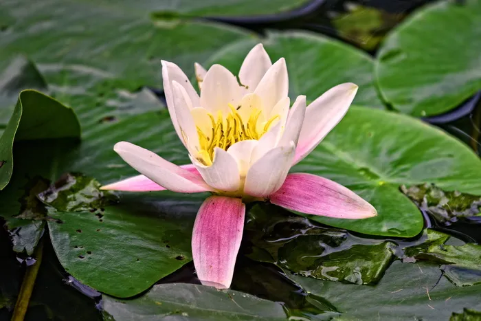 睡莲，水生草本植物，植物，花，垫，睡莲垫，水，池塘
