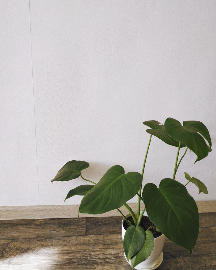 植物，叶子，花，花，绿色，白色，树，室内植物