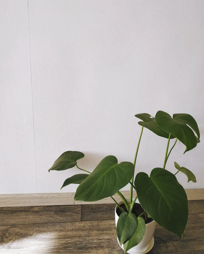 植物，叶子，花，花，绿色，白色，树，室内植物