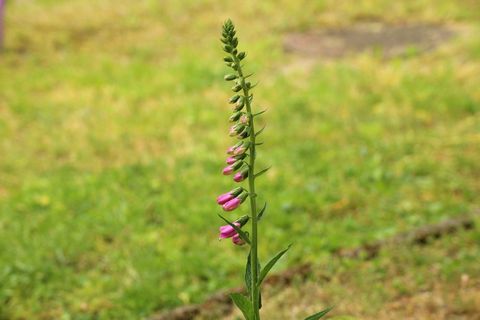 毛地黄，花，春天，芽，花园植物，成分，促进，植物