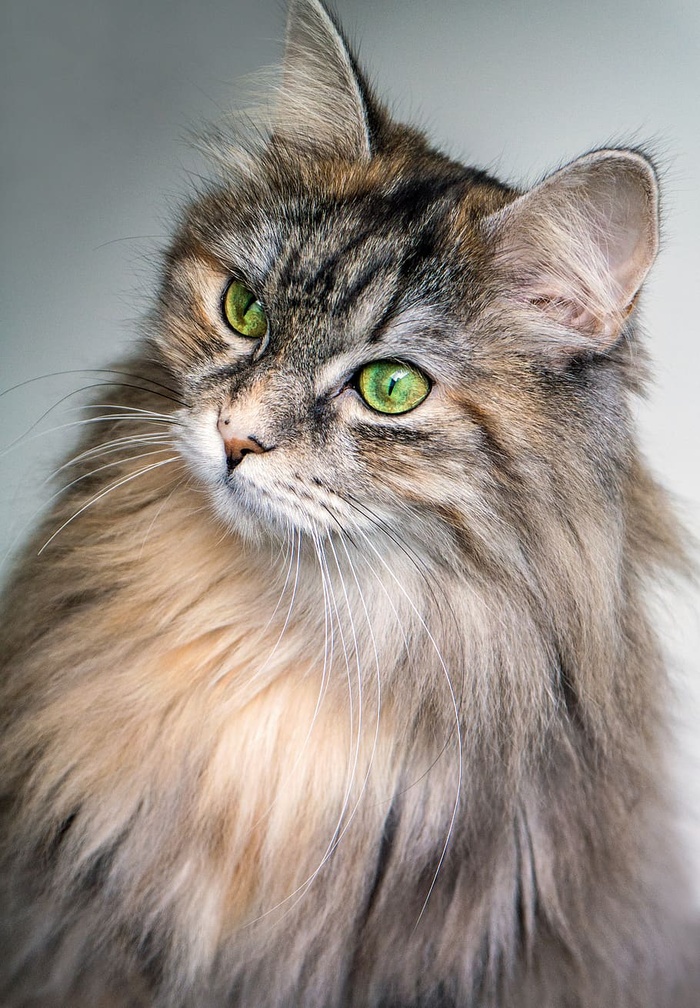 猫，猫，眼睛，绿色，长发，动物，宠物，毛茸茸的