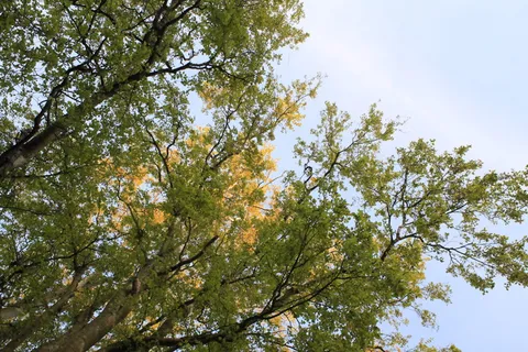 植物,树干,丹麦,dragør,树,傍晚,阳光,叶子 植物,树干,丹麦,dragør,树,傍晚,阳光,叶子