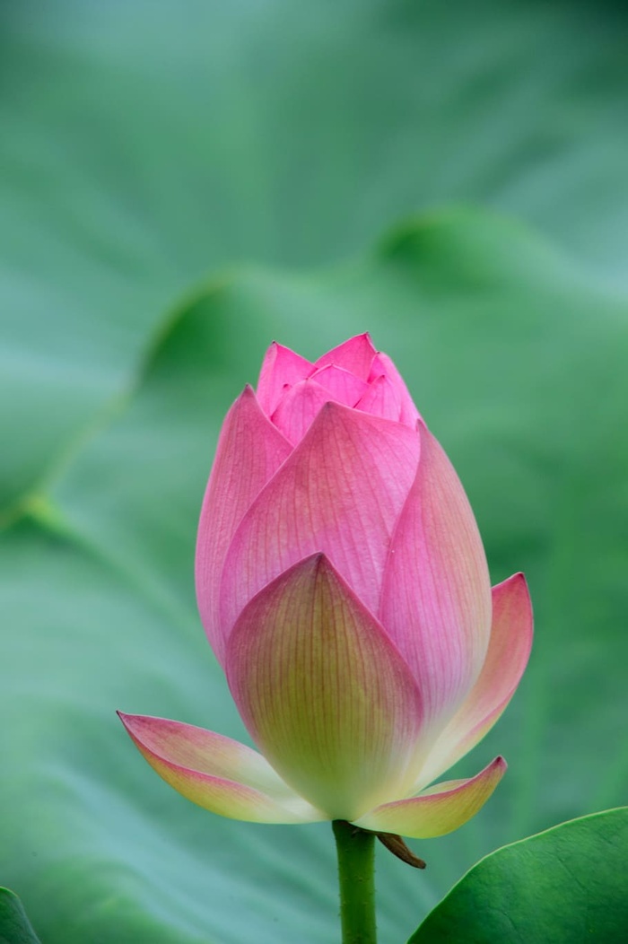 美丽，绽放，绽放，绽放，模糊，特写，多彩，精致