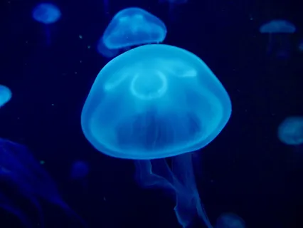 两只蓝色水母，海洋生物，水母，无脊椎动物，动物，蛤蜊，贝壳，水生