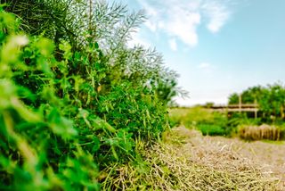 道路，植物，罐子，陶器，花瓶，盆栽，田地，植被