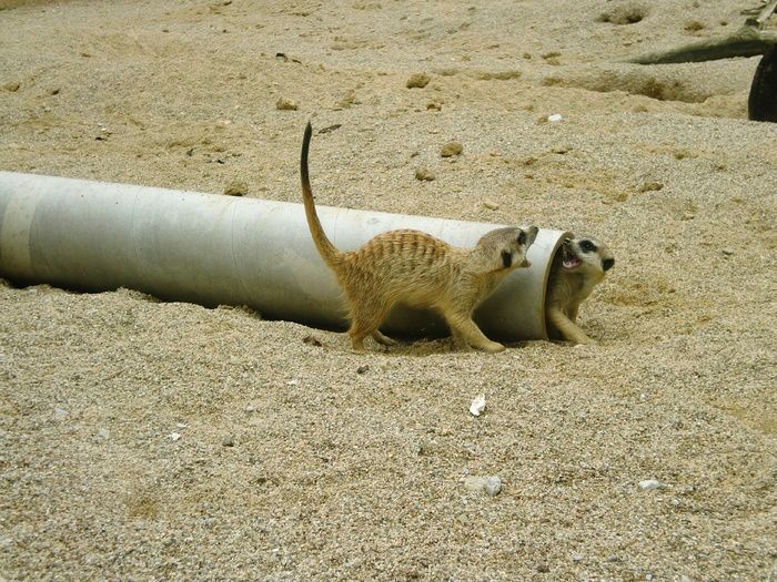 猫鼬、动物园、动物、自然、蒂尔加滕、沙子、动物主题、动物