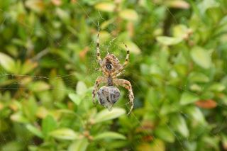 蜘蛛，网络，猎物，蜜蜂，捕获，食物，动物主题，动物