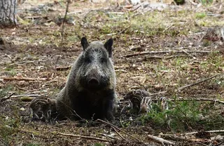 野猪，野猪，猪，母猪，条纹，雌性，猪鬃