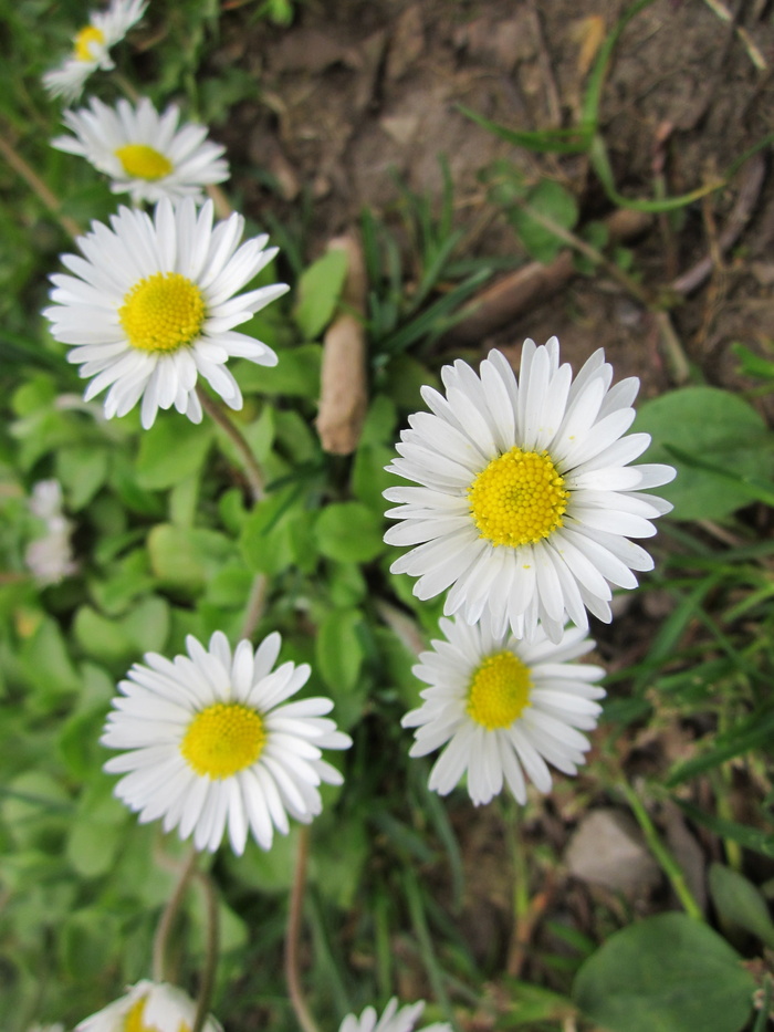 多年生百灵、英国雏菊、普通雏菊、草坪雏菊、金缕梅、金缕梅、flora、野花