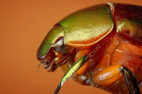 绿色、橙色、昆虫、甲虫、热带甲虫、巨甲虫、昆虫、无脊椎动物 绿色、橙色、昆虫、甲虫、热带甲虫、巨甲虫、昆虫、无脊椎动物