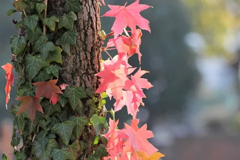 枫树、槭树、稀土、红叶、常春藤、五颜六色、秋天、大自然 枫树、槭树、稀土、红叶、常春藤、五颜六色、秋天、大自然