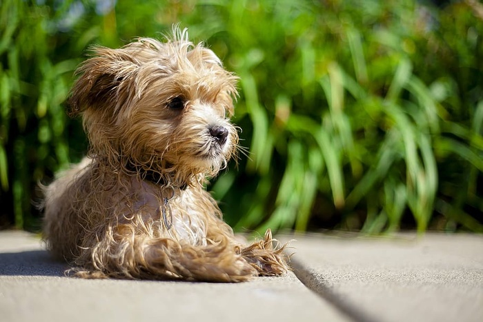 maltipoo、奶昔、放松、泳池、炎热、夏天、水、休闲