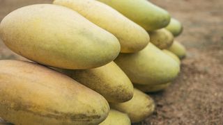 植物，食品，水果，芒果，面包，蔬菜，木瓜，萝卜