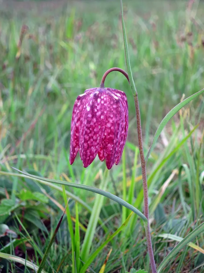 百合, 贝母 meleagris, 方格, kiebitzei, 百合科, 百合科, 花, 开花