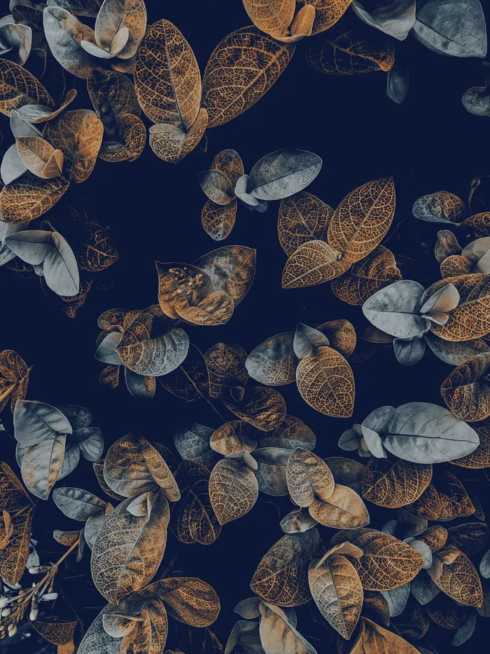 动物、海洋生物、地毯、无脊椎动物、水生动物、水、水母、艺术