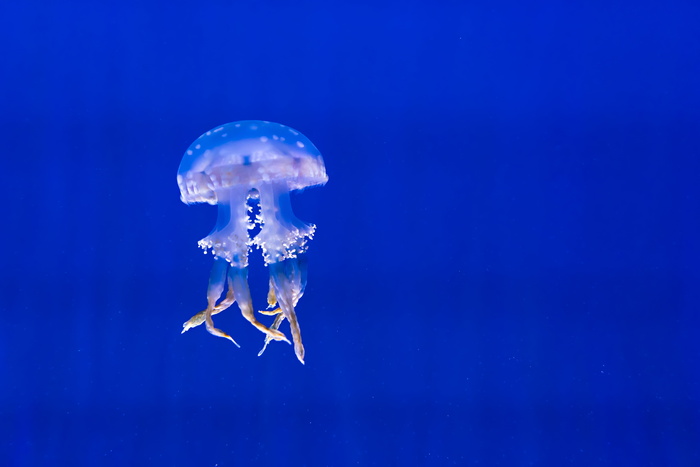 水族馆, 蓝色, 颜色, 深, 水母, 海洋生物, 海洋, 户外