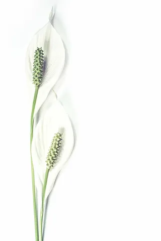 二，白色，蕾丝叶，背景，花朵，植物，植物，清洁