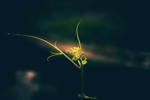 叶子,新生的叶子,简单,壁纸,自然,植物,自然之美,开花植物 叶子,新生的叶子,简单,壁纸,自然,植物,自然之美,开花植物