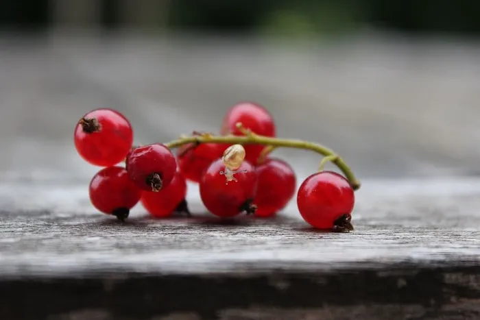 醋栗，蜗牛，红醋栗，水果，软果，灌木，花园，关闭