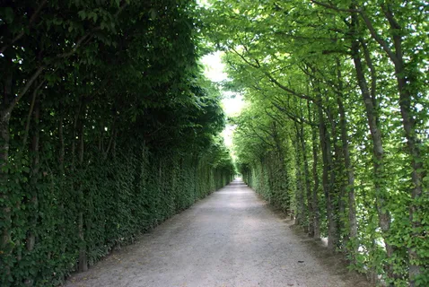 大道,道路,树木,远离,绿树成荫的大道,景观,散步,心情 大道,道路,树木,远离,绿树成荫的大道,景观,散步,心情