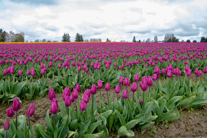 美国，弗农山，斯卡吉特山谷郁金香节，探索，摄影，兰萨佩，背景，斯卡吉特