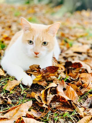 厂, 叶, 哺乳动物, 宠物, 动物, 猫, ccla, 美国