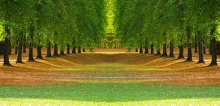 林荫大道，林荫大道，树木，树叶，秋天，公园，深