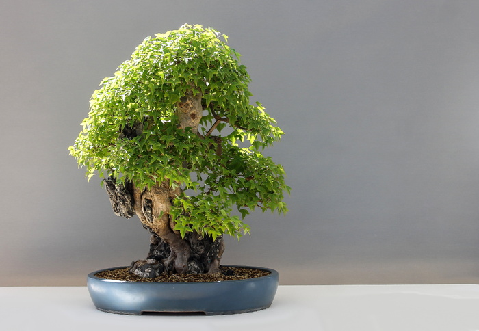 灰色、盆栽、绿色、盆景植物、盆景、枫树盆景、háromerűmaple、枫树