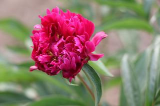 中国，草本，牡丹，花，粉红色，中国草本牡丹，自然，植物