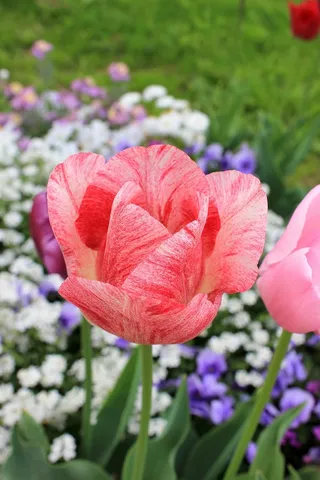 郁金香，开花，开花，粉红色，春天，春天的花朵，早花，花朵