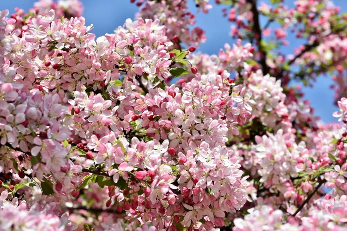 采购产品观赏苹果树，花，装饰，观赏水果，野苹果，树花，树，树枝