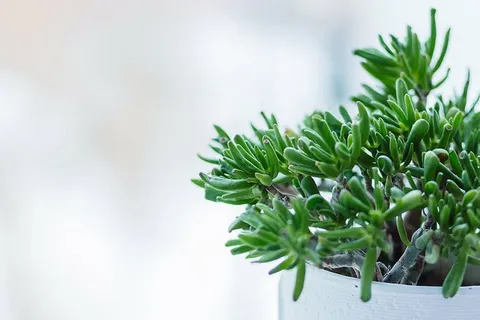 绿叶植物,植物,花园,花,花瓣,绿色,叶子,花盆 绿叶植物,植物,花园,花,花瓣,绿色,叶子,花盆