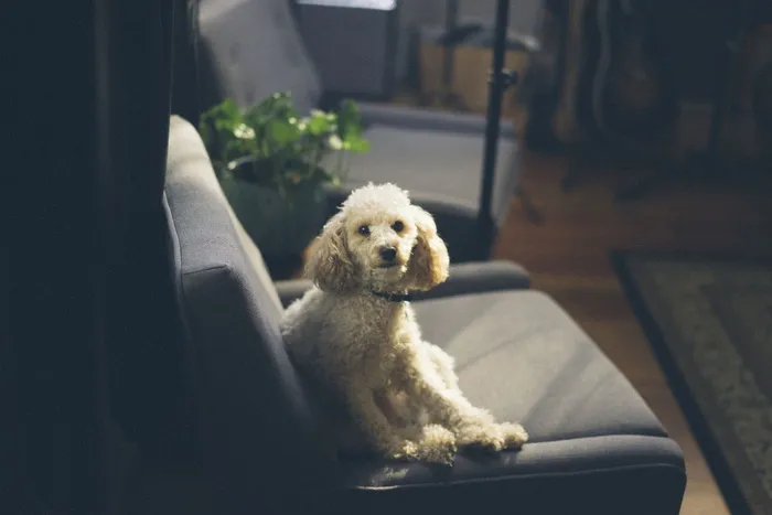 白色, 玩具贵宾犬, 坐, 灰色, 绒面革椅, 狗, 小狗, 动物