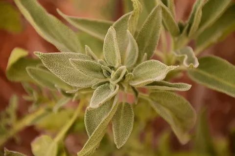 鼠尾草，叶子，草本植物，健康，绿色，花园香料植物，真正的鼠尾草，愈合
