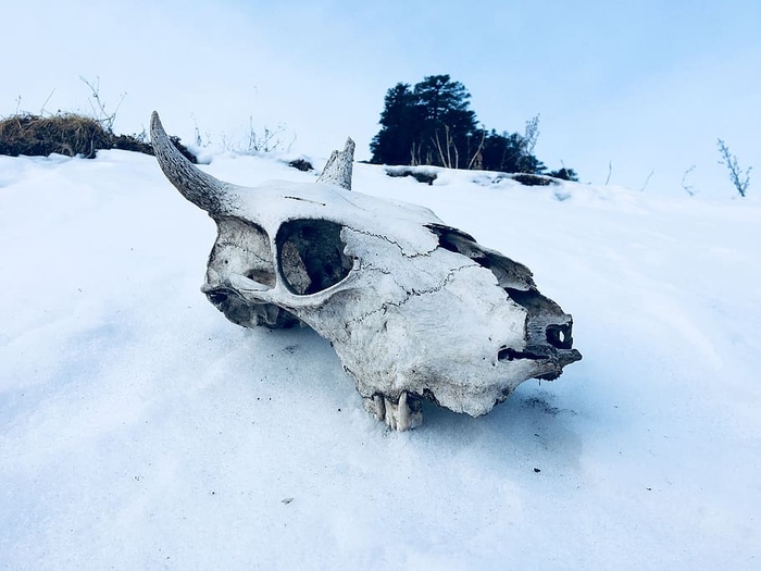 地上覆盖着积雪的动物头骨