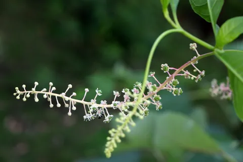 小,新鲜,植物,藤蔓,花,小新鲜,绿色,自然 小,新鲜,植物,藤蔓,花,小新鲜,绿色,自然