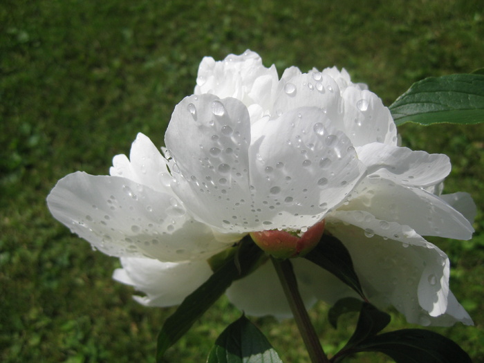 牡丹, 花, 白, 盛开, 牡丹, 在雨中, 花园, 花园花