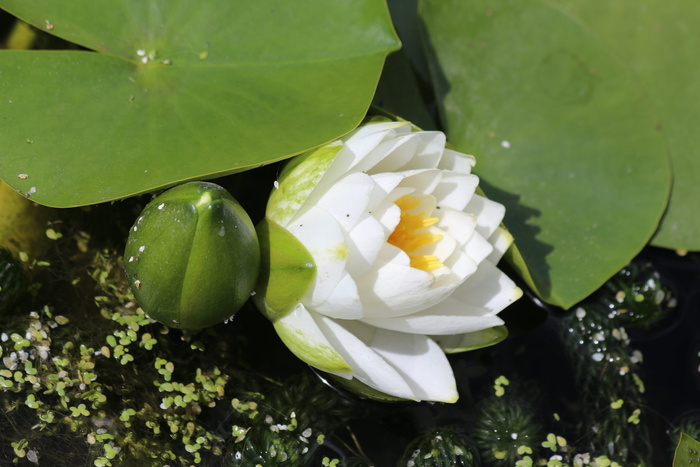 礼来，池塘，浮花，池塘礼来，莲花，莲花，绿色，花朵