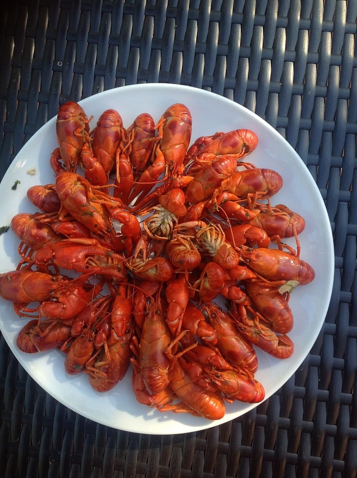 森林之湖的虾、食物和饮料、食物、新鲜度、甲壳类动物、海鲜、静物、高角度视野