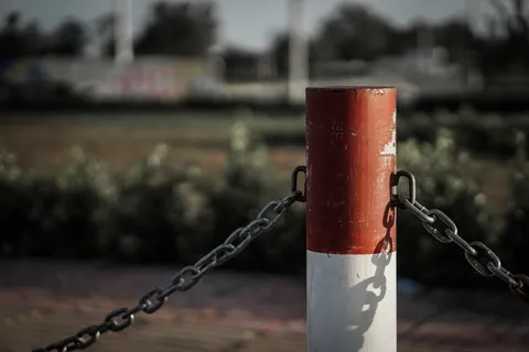 日出、清晨、天空、鸟类、轮廓、景观、风景、聚焦前景