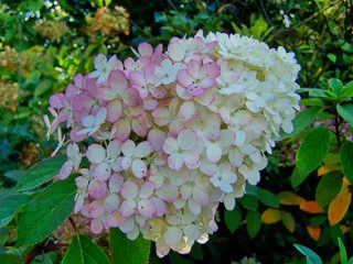 绣球花，淡粉色，植物，自然之美，开花植物，花，植物部分，生长