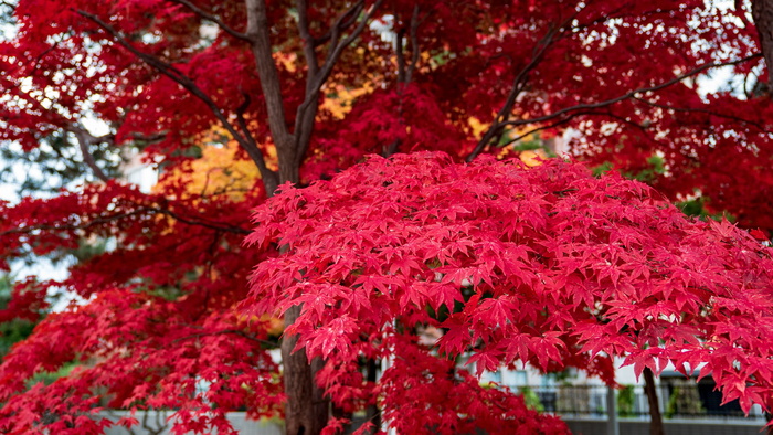 秋叶，札幌，中岛公园，北海道，植物，树木，生长，自然之美