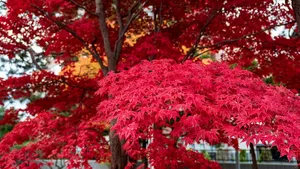 秋叶，札幌，中岛公园，北海道，植物，树木，生长，自然之美