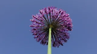 球茎花，多年生芳香葱，葱，观赏洋葱，开花，开花，紫色，植物
