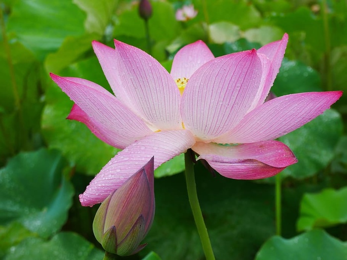 植物，莲花，雨，湖北，武汉，开花植物，花，花瓣