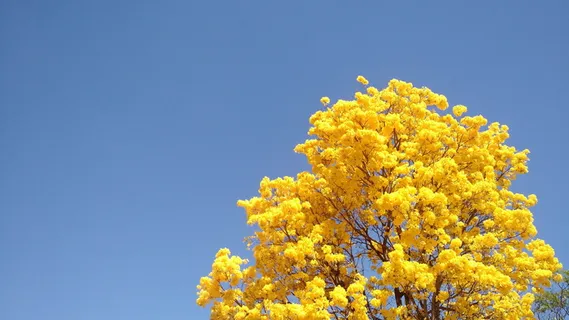 树，叶，春天，黄色，天空，植物，自然之美，蓝色